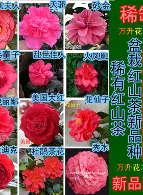 盆栽红色茶花 佛那礼 红玉迪克大海伦 法兰范丹迪克 太阳祭祀美千