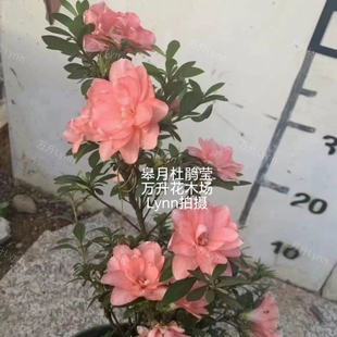 皋月杜鹃花 莹 若惠比须 名贵品种 杜鹃花盆栽