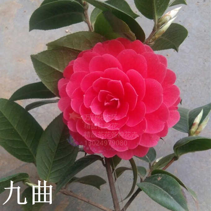九曲黑牡丹茶花 红紫色 花期很长 福建大朱砂茶花