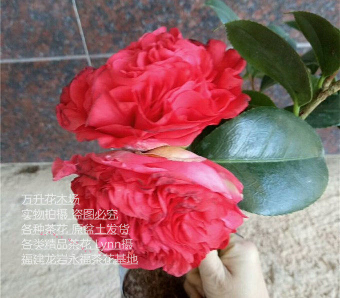 火瀑布茶花 红山茶 盆栽茶花 红色喜庆茶花 绯爪芙蓉 南蛮红