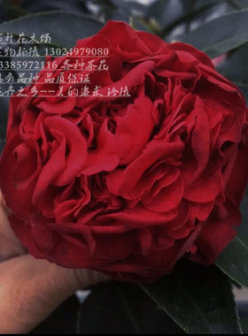 铁骨牡丹茶花 紫金冠茶花 眼红茶花 艳红色紫红色盆栽茶花