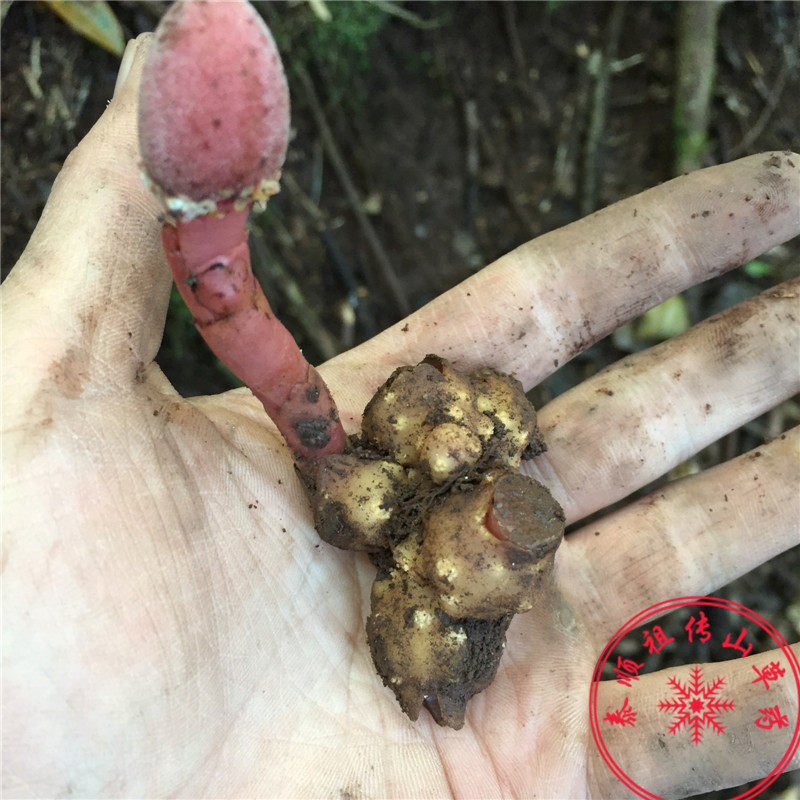 药材地下杨梅疏花筒鞘蛇菰石上莲通天蜡烛文王一支笔回春草干250g