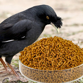 祥腾八哥鹩哥饲料鸟饲料营养壮膘助说话了哥鸟粮宠物饲料5斤鸟食