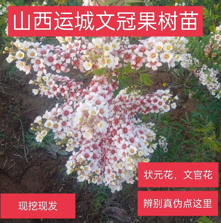 100颗文冠花树苗状元花大树文冠树苗文官花红花树苗庭院文冠盆栽