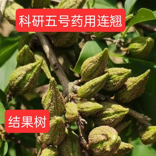 100颗科研5号连翘苗黄翘老翘苗青翘苗药用5号科研5号连翘树苗