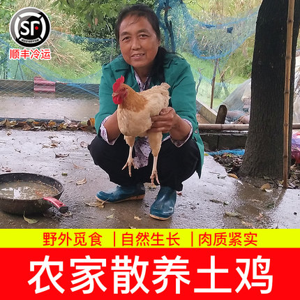 农家散养土鸡老母鸡 皖南正宗农户自养2年草鸡走地鸡新鲜活鸡现杀