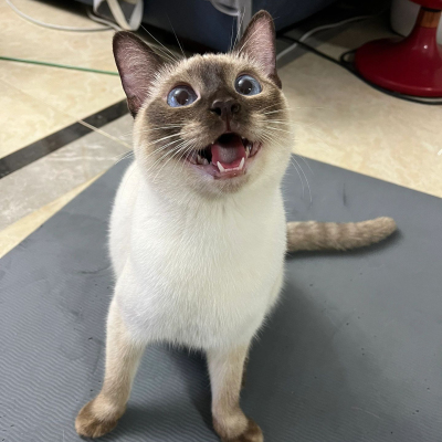 猫舍暹罗猫活体幼猫小猫