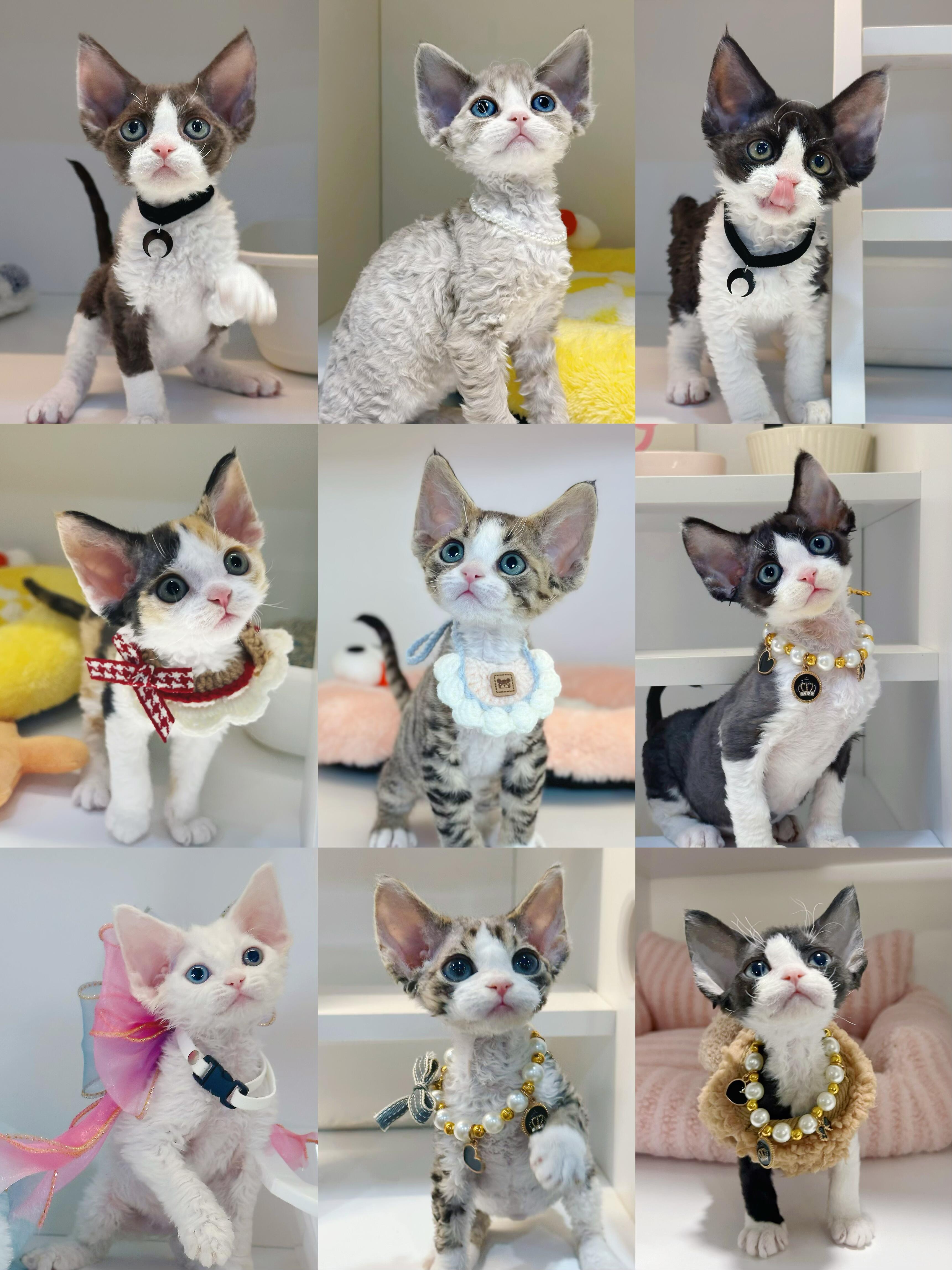 德文卷毛猫幼猫纯种血统纯白异瞳黑白开脸虎斑不掉毛蓝眼睛宠物猫