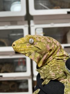 巨人守宫蜥蜴模型主岛守宫支岛守宫爬宠异宠个性小众冷门宠物饲料