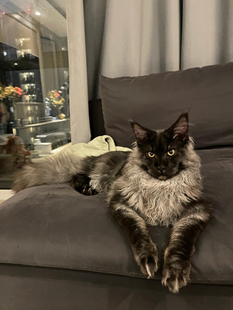 纯种缅因猫幼猫赛级双血统烟灰色棕虎斑银虎斑巨型长毛库恩猫活体