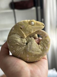 巨人守宫蜥蜴宠物活体爬宠松果蜥蜴异宠模型饲料食物蓝舌苗子黑化