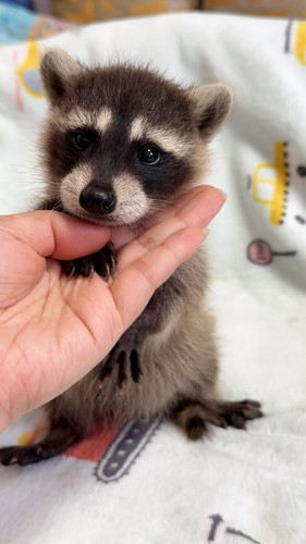 小浣熊干脆面幼崽宠物活体活物原色金色浣熊丁满活宠浣熊粮布偶