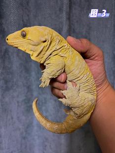 巨人守宫蜥蜴宠物活体爬宠松果蜥蜴异宠模型饲料食物蓝舌苗子黑化