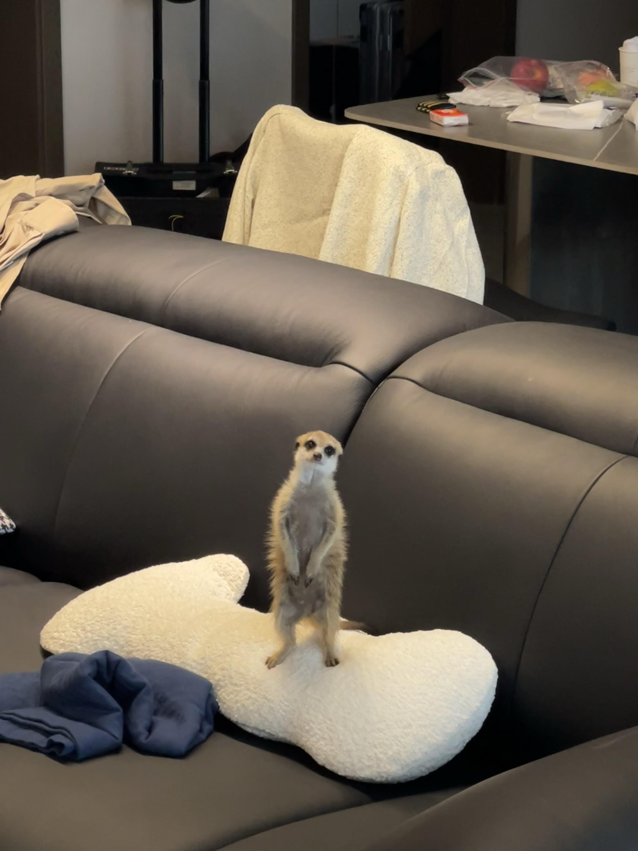 狐獴幼崽成年小细尾獴动物园活物宠物狐獴幼崽活体家养网红