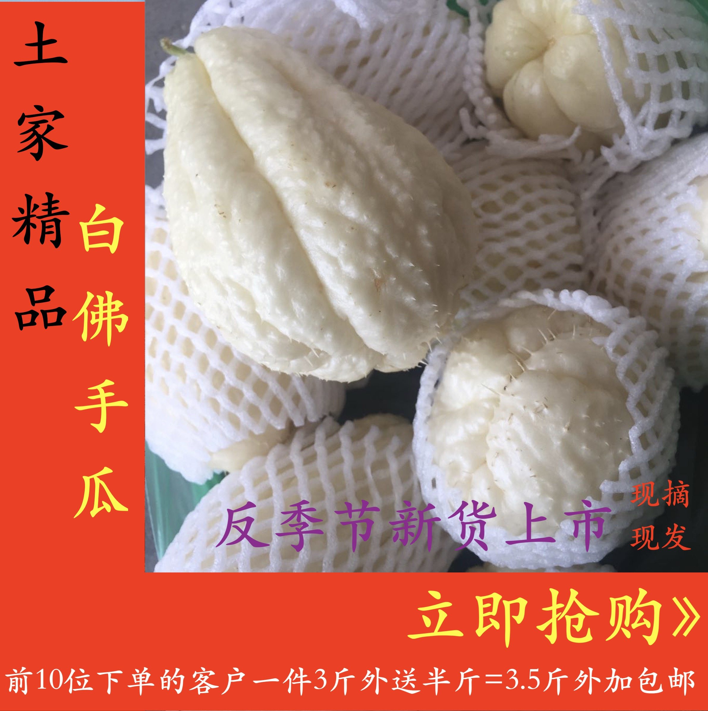 白佛手瓜新鲜佛手瓜蔬菜包邮