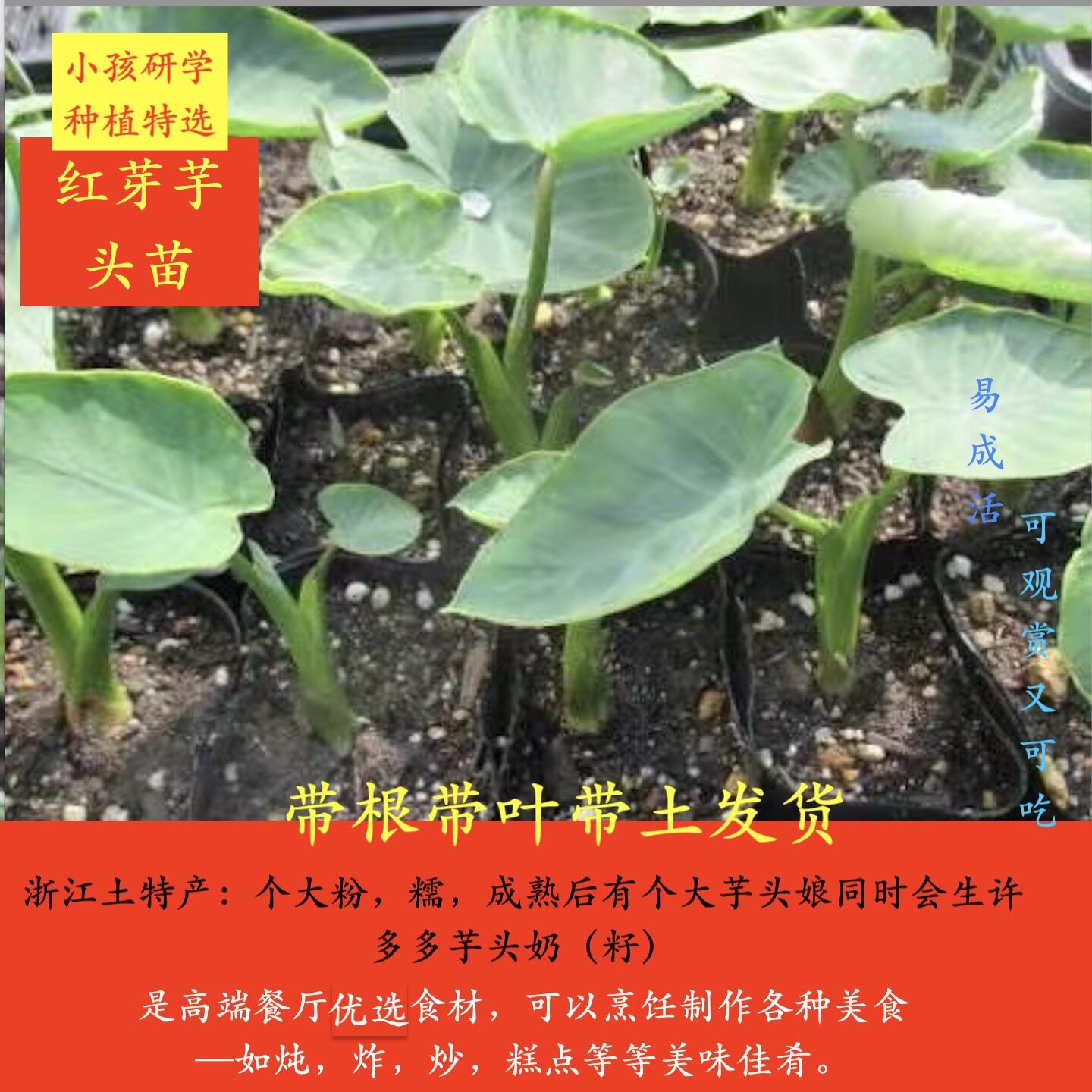浙江正宗土特产红牙芋头带叶带土发货四季庭院培育种
