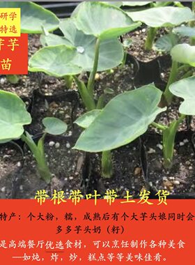 浙江正宗土特产红牙芋头带叶带土发货四季庭院培育种