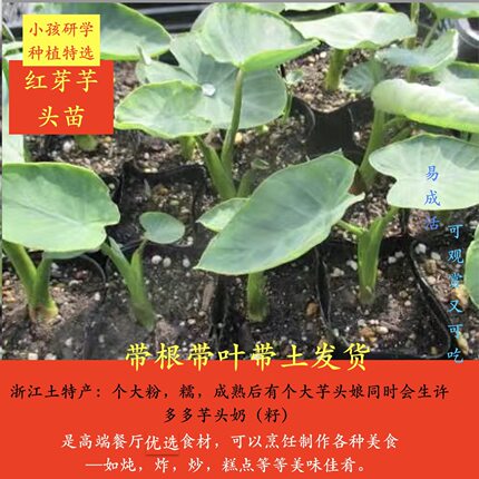 浙江正宗土特产红牙芋头带叶带土发货四季庭院培育种