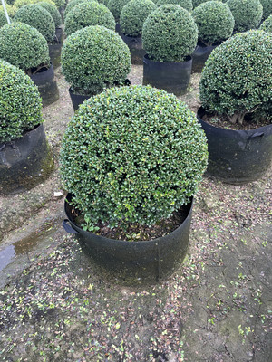 绿植耐寒耐晒常绿植物庭院绿化景观植物龟甲冬青球