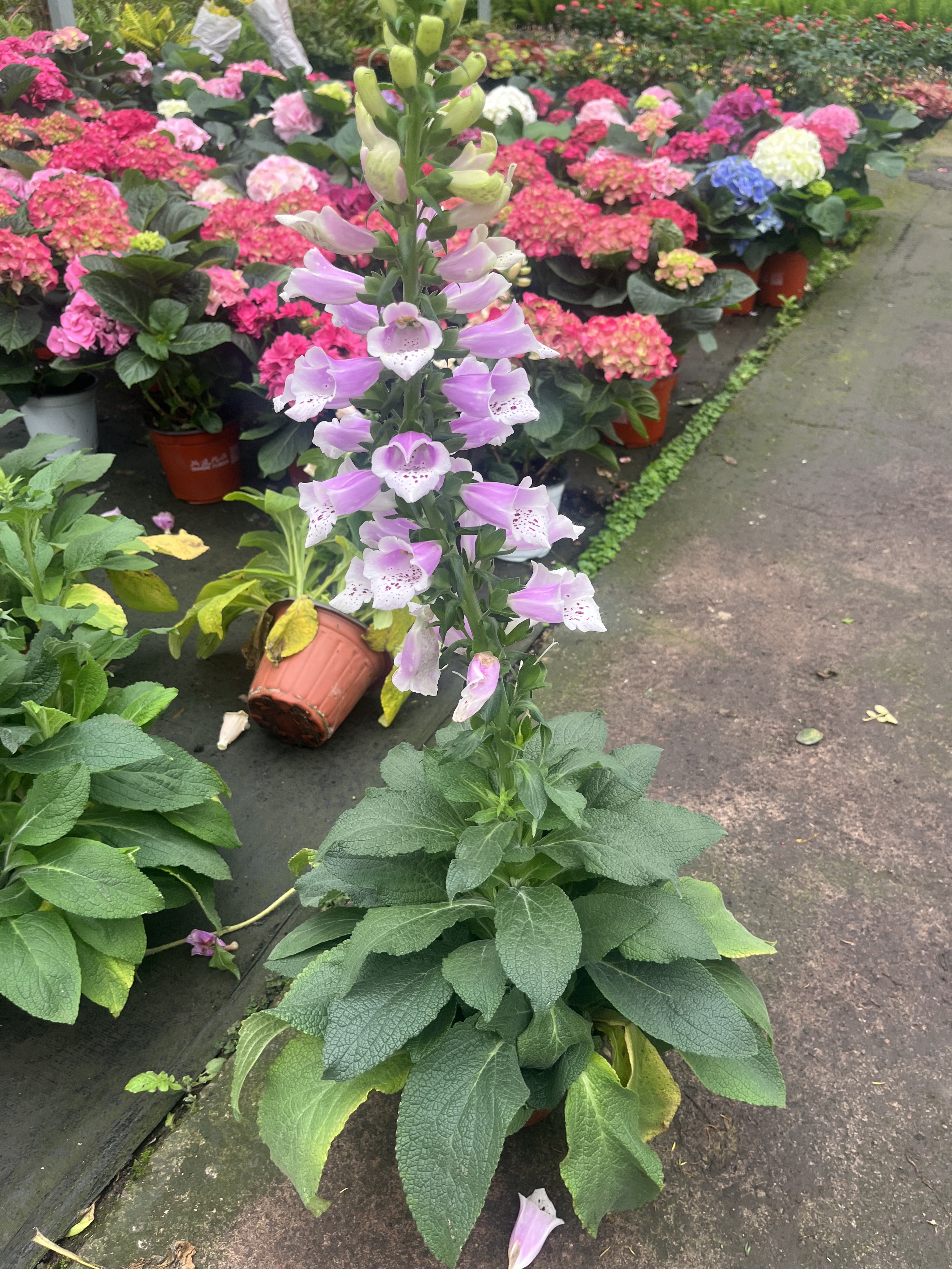 景观开花植物毛地黄桌面绿植