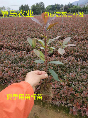 红叶石楠庭院美观，净化空气