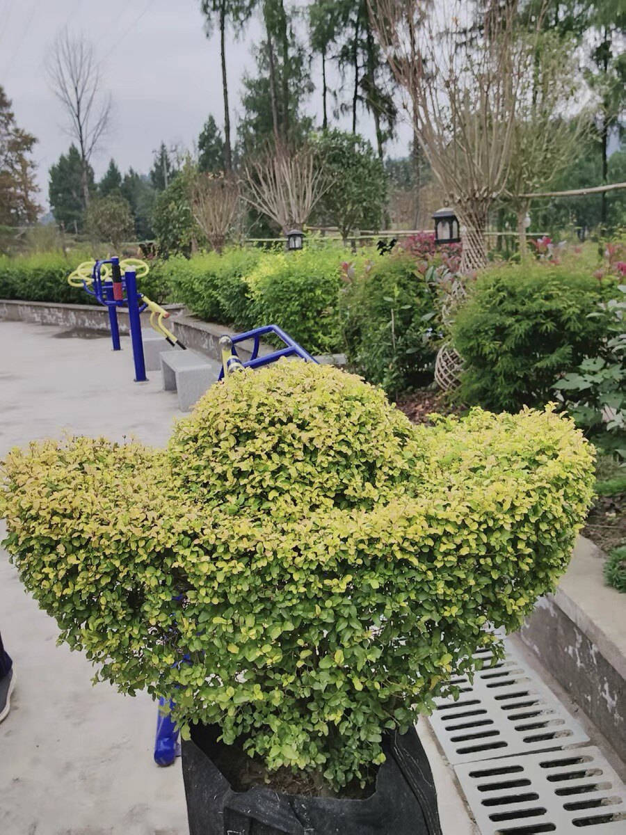庭院植物金叶女贞亮晶女贞造型植物元宝型