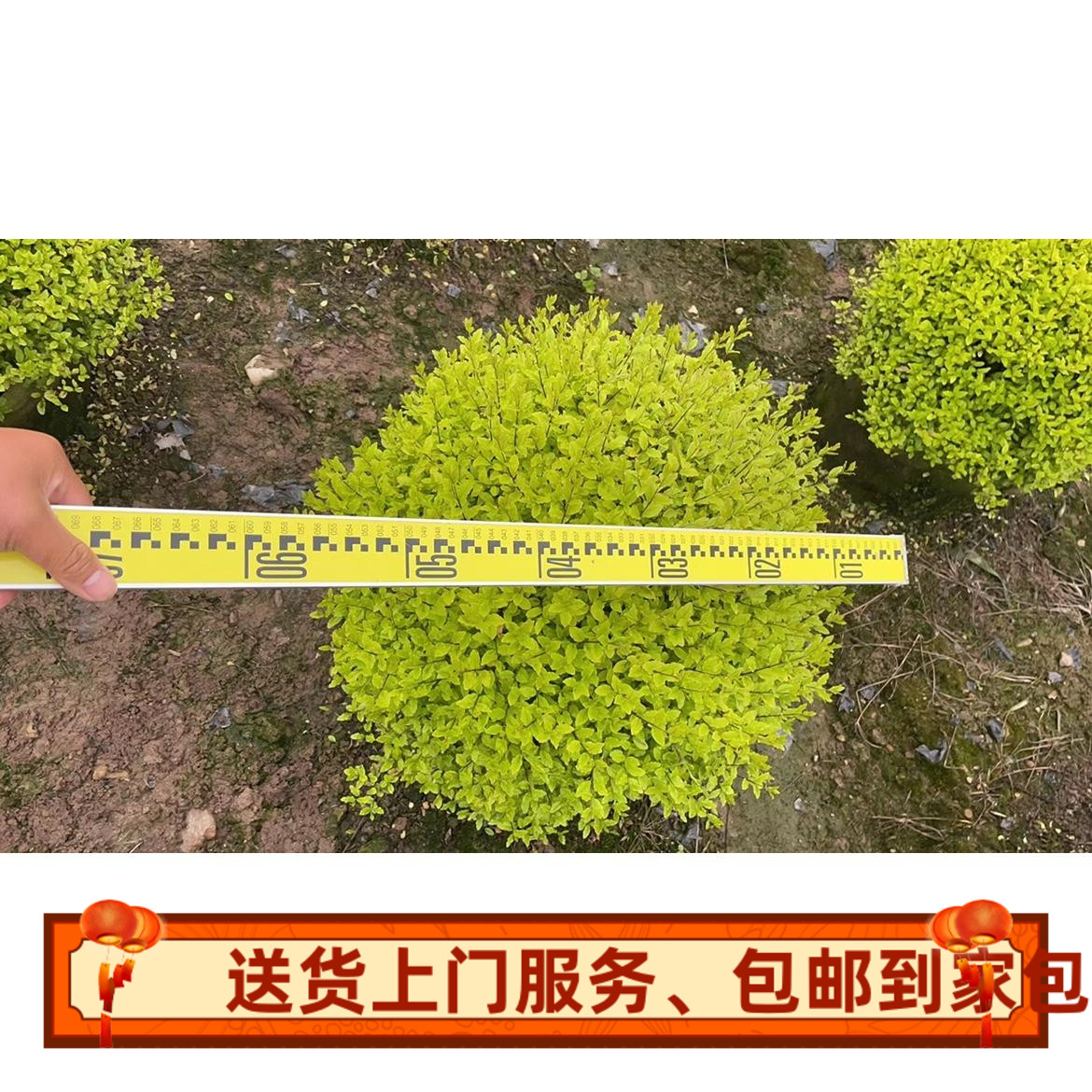 亮晶女贞庭院，别墅，景观