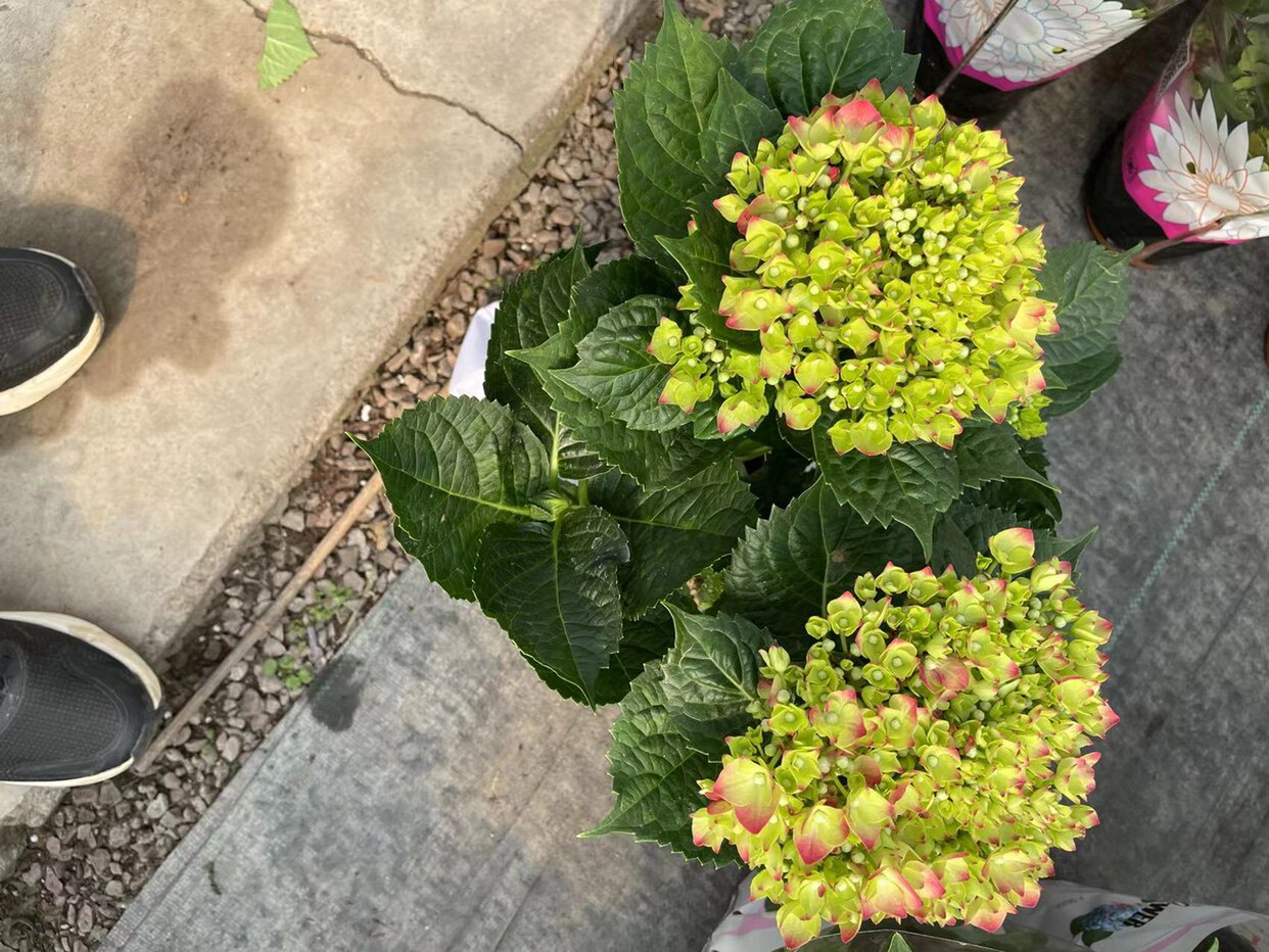 花鲜花开花带盆花卉绣球草本绣球花观花植物