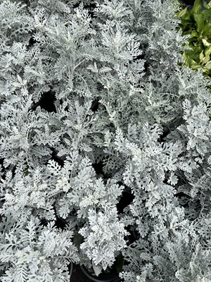 鲜花花卉庭院造景菊花盆栽植物银叶菊