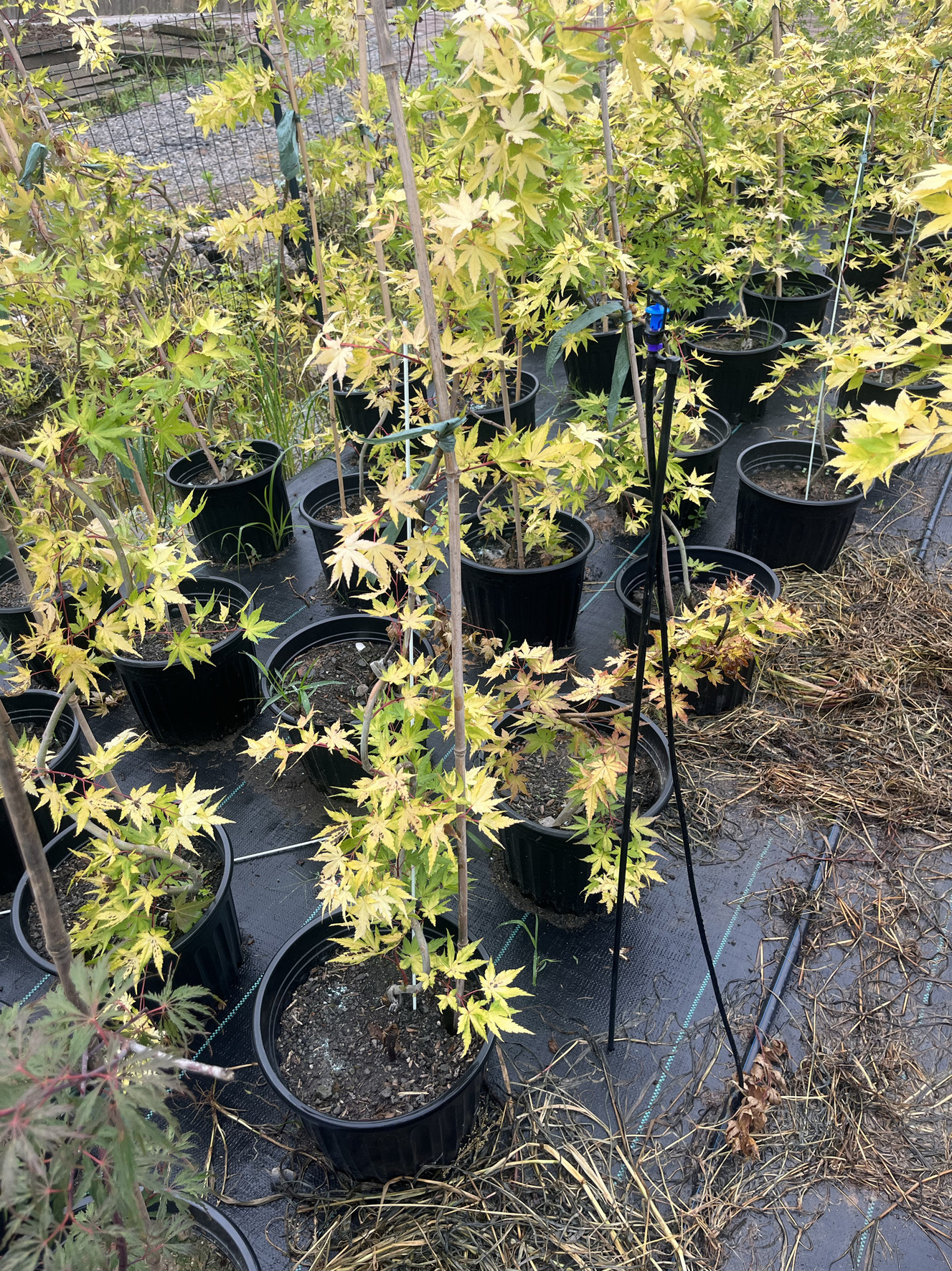 庭院植物绿植枫树彩叶树流泉黄金流泉五彩流泉黄金金枫