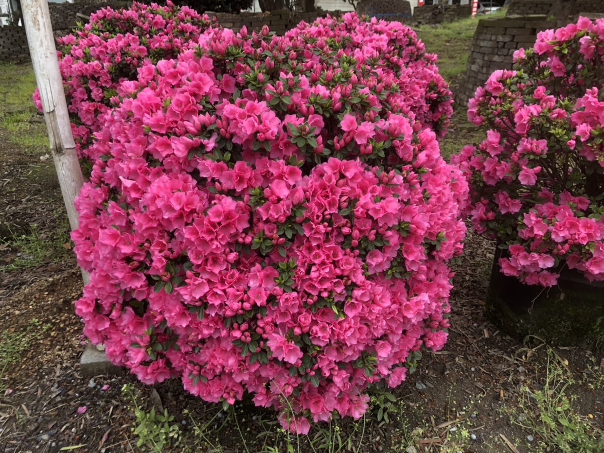 花鲜花开花花卉植物杜鹃花安酷杜鹃毛娟紫娟庭院花球物