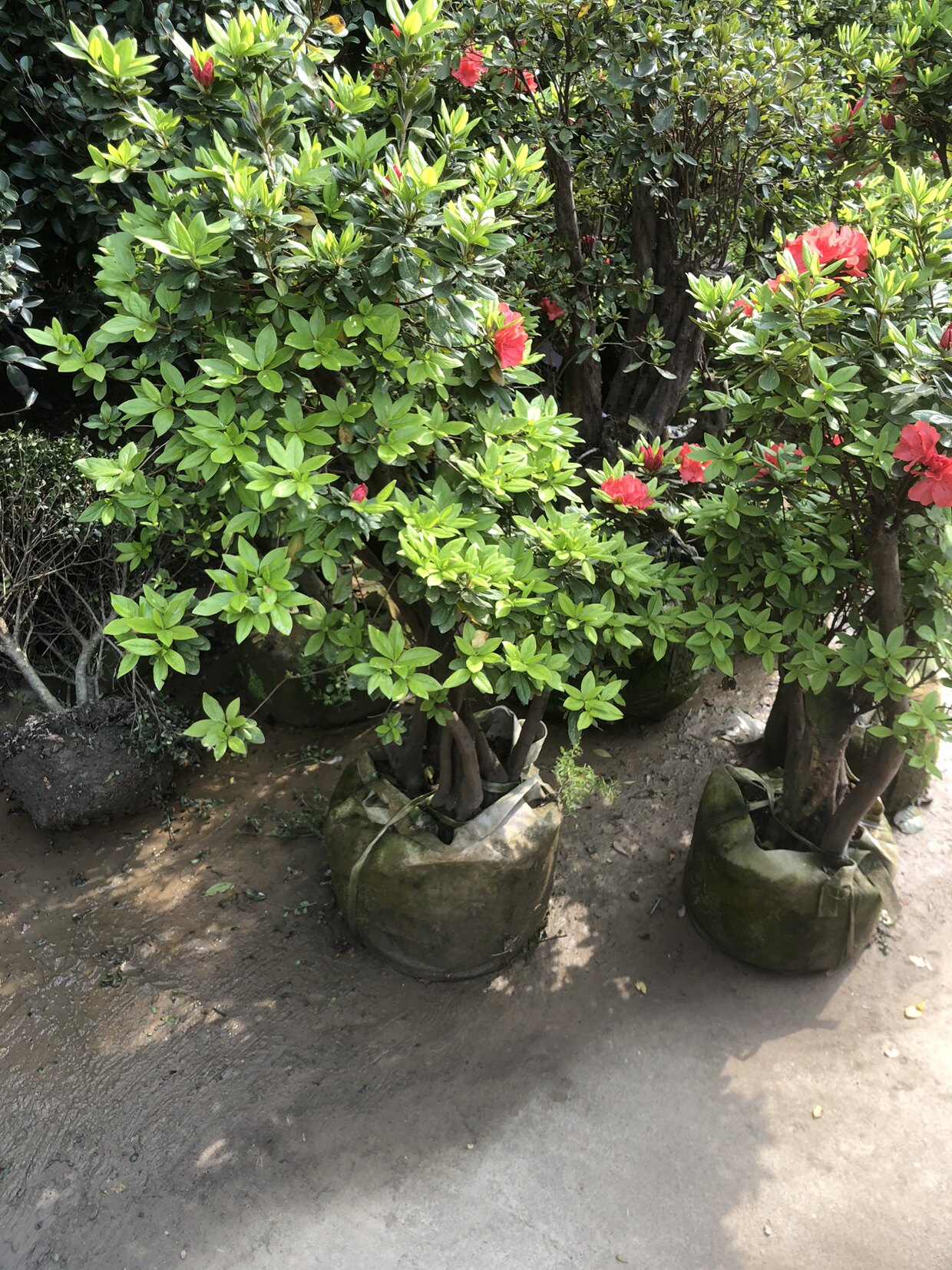 花鲜花开花盆景造型植物杜鹃花杜鹃桩