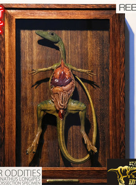 REBOR恐龙仿真模型玩具侏罗纪 标准版本的秀颚龙保存解剖标本现货