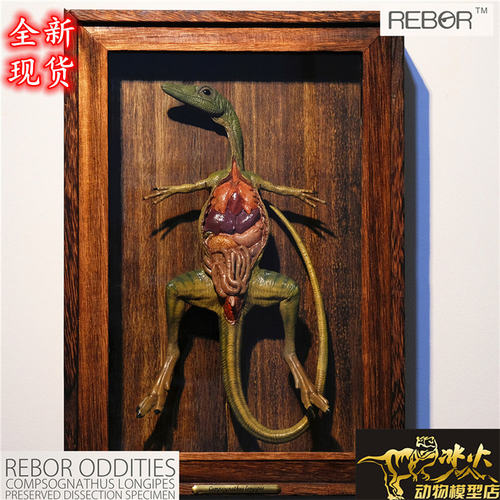 摆件REBOR塑胶秀颚龙模型恐龙