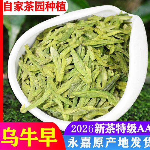 龙井茶250g永嘉特级温州乌牛早茶