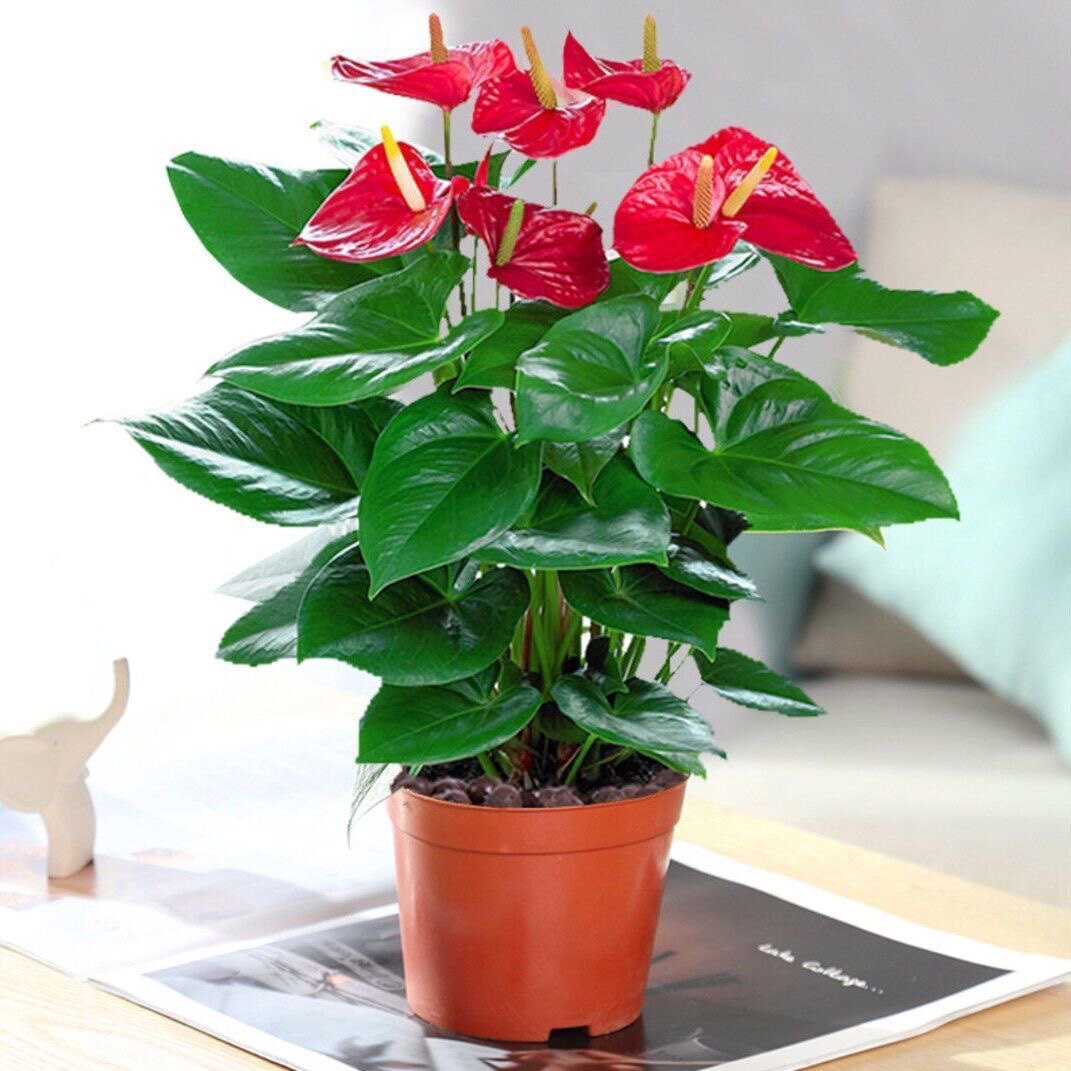 【带花发货】红掌白掌花室内水培土培盆栽四季开花卉植物绿植