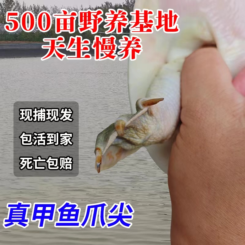 外塘生态甲鱼鲜活野外生长中华老鳖本地公母水鱼活体团鱼食用王八