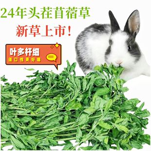 幼兔牧草 2024年紫花苜蓿草干草兔子豚鼠龙猫荷兰猪毛重1000g 包邮