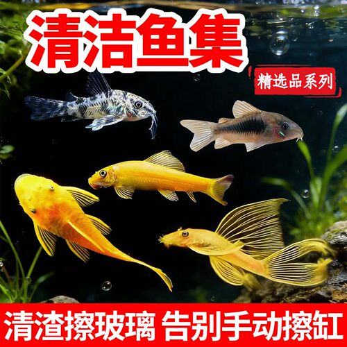 老鼠鱼清道夫金苔鼠熊猫鼠工具鱼