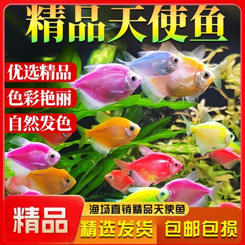天使鱼七彩鱼柠檬青苹果红天使绿老虎大型热带金鱼观赏鱼好养耐活