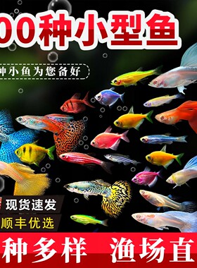 小型观赏鱼活鱼热带淡水耐活好养斑马鱼孔雀天使鱼练手爆缸小鱼苗