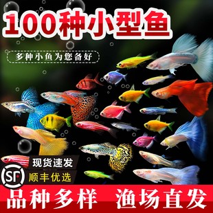 小型观赏鱼活鱼热带淡水耐活好养斑马鱼孔雀天使鱼练手爆缸小鱼苗