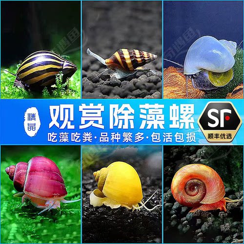 观赏螺苹果螺黄金黑金刚杀手除藻除粪彩蛋斑马淡水小宠物鱼缸冷水