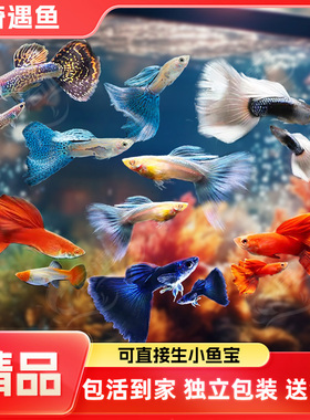 孔雀热带观赏鱼凤尾淡水小鱼易繁殖好养耐活耐养金鱼凤尾斑马活鱼