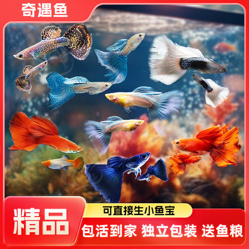 孔雀热带观赏鱼凤尾淡水小鱼易繁殖好养耐活耐养金鱼凤尾斑马活鱼