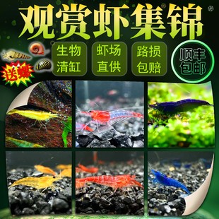 观赏虾除藻虾淡水鲜活黑壳虾清洁鱼耐活好养热带观赏鱼宠物水晶虾