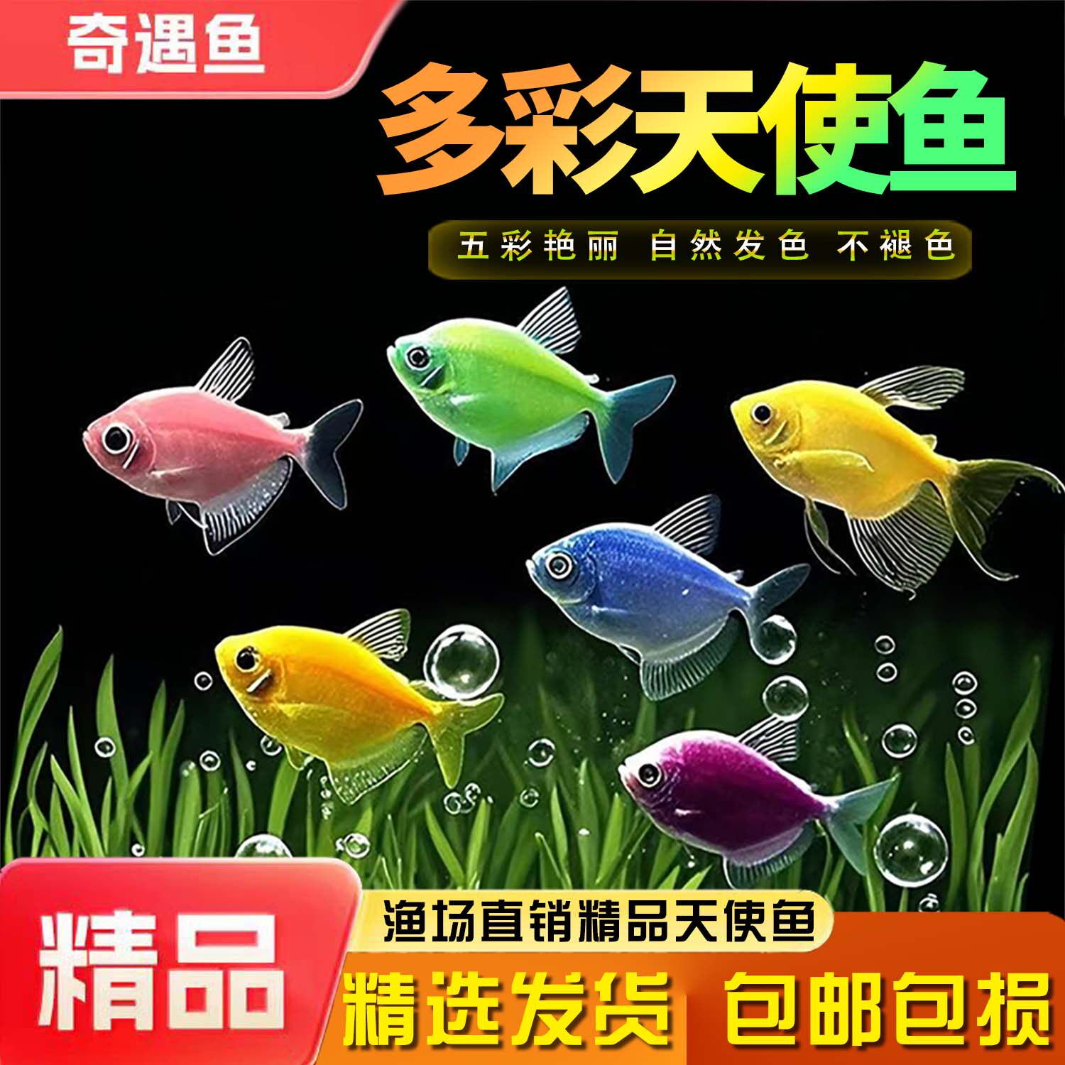 天使鱼七彩鱼柠檬青苹果红天使绿老虎大型热带金鱼观赏鱼好养耐活 - 实物图