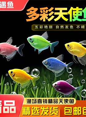 天使鱼七彩鱼柠檬青苹果红天使绿老虎大型热带金鱼观赏鱼好养耐活