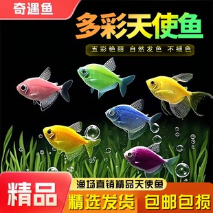 天使鱼七彩鱼柠檬青苹果红天使绿老虎大型热带金鱼观赏鱼好养耐活