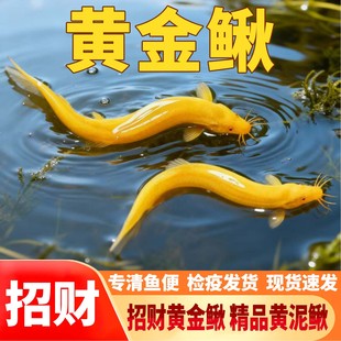 黄金泥鳅活体观赏鱼清道夫工具鱼免打氧耐活鱼缸清洁冷水鱼包邮